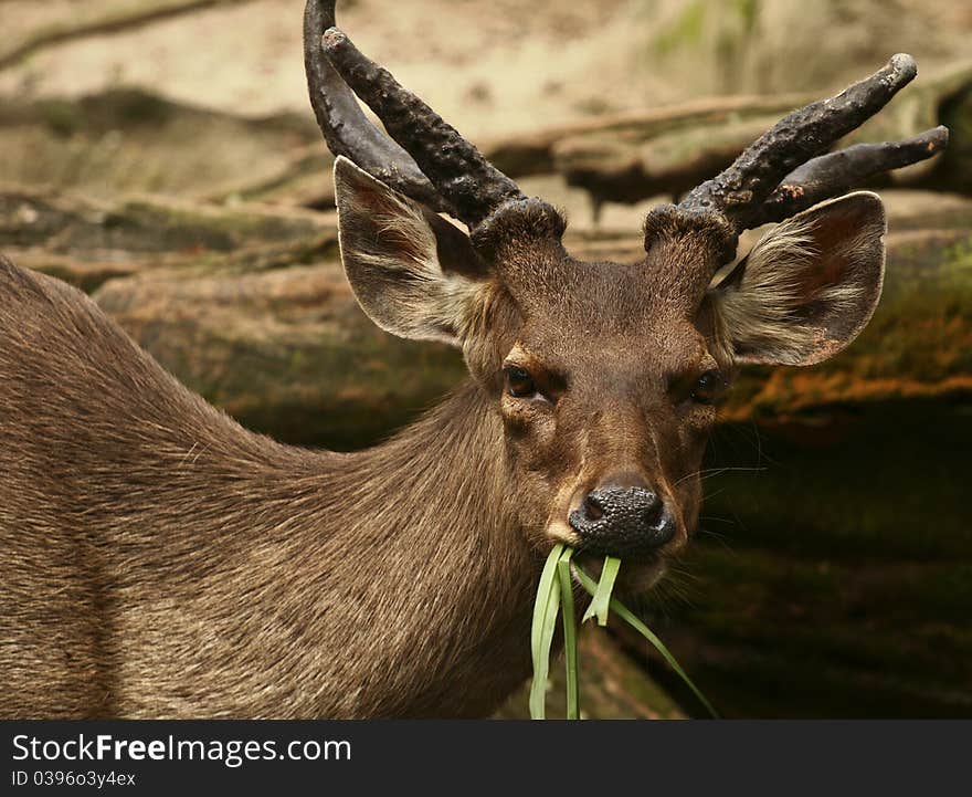 Buck eacting grass while watching at the camera. Buck eacting grass while watching at the camera