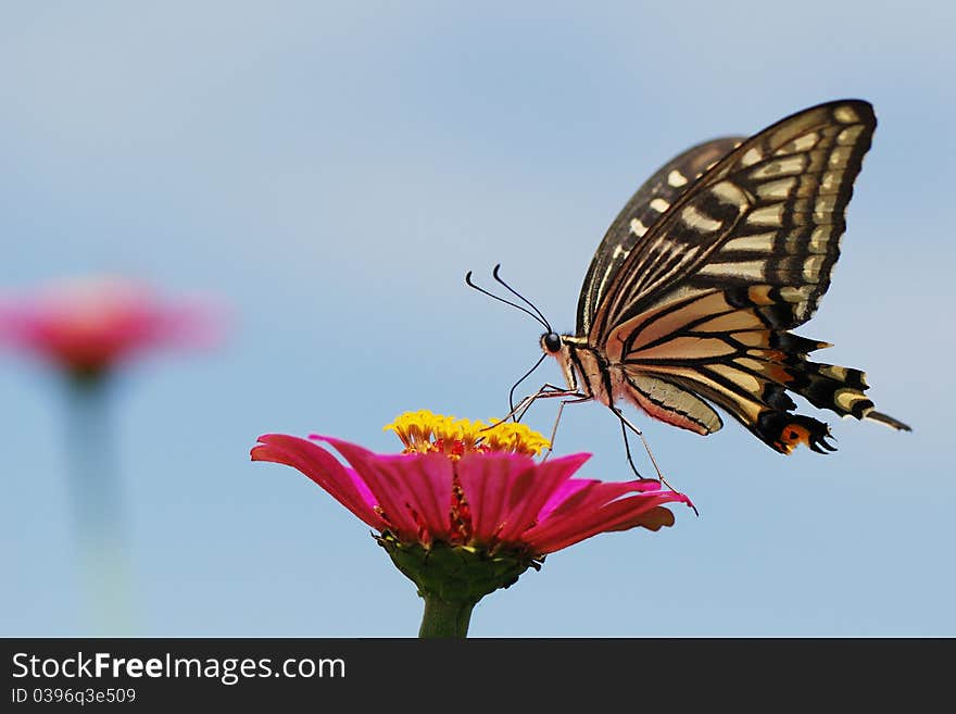 A butterfly on the red flower.