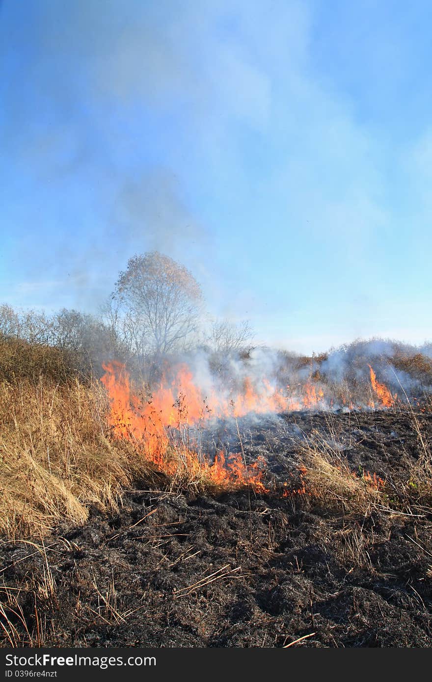 Fire in herb near oak wood