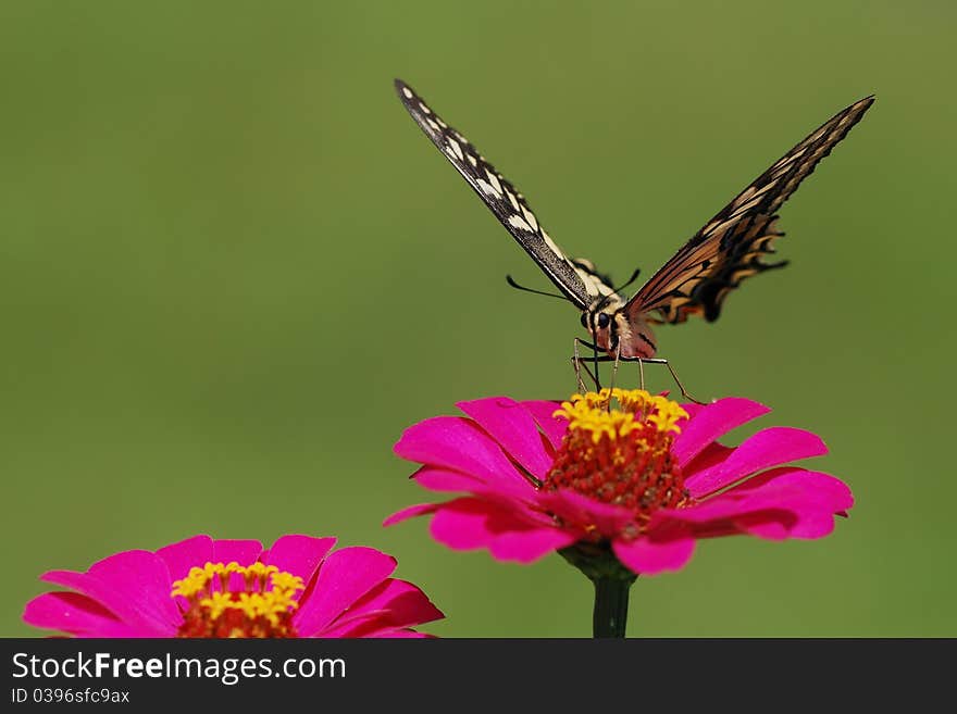 A nutterfly on the flower.