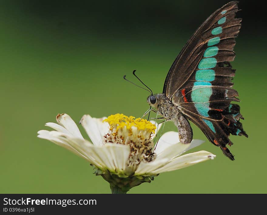 A nutterfly on the flower.