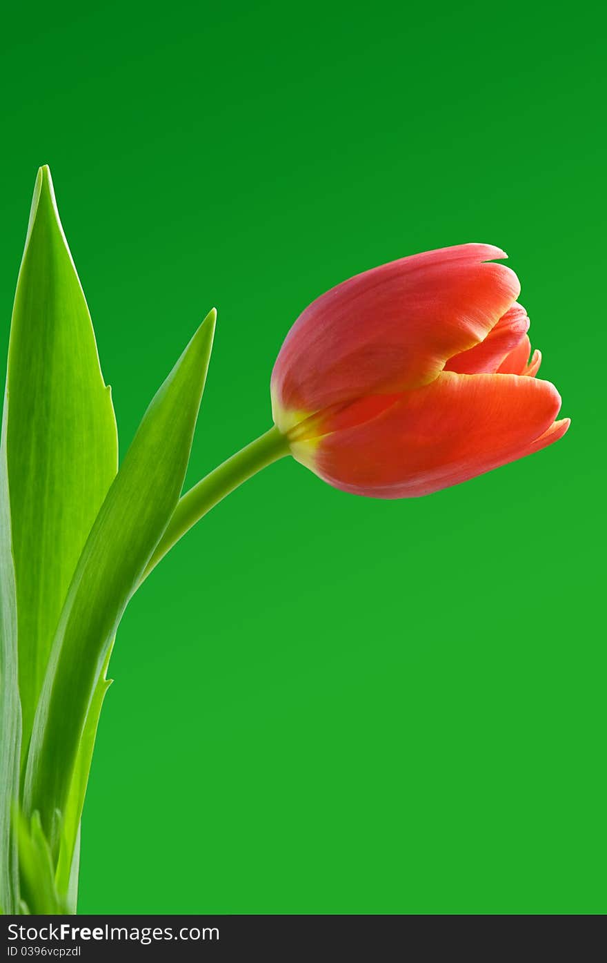 Red tulip on green background