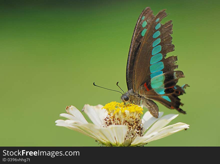 A nutterfly on the flower.