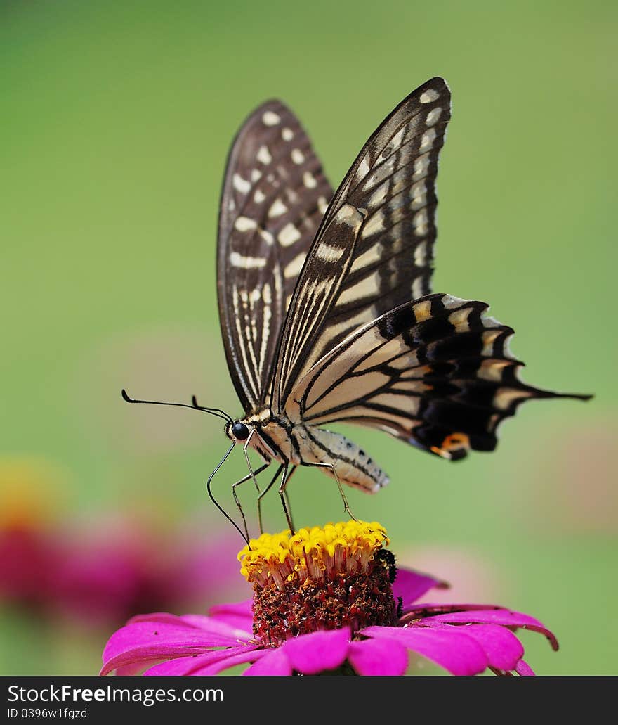 A nutterfly on the flower.