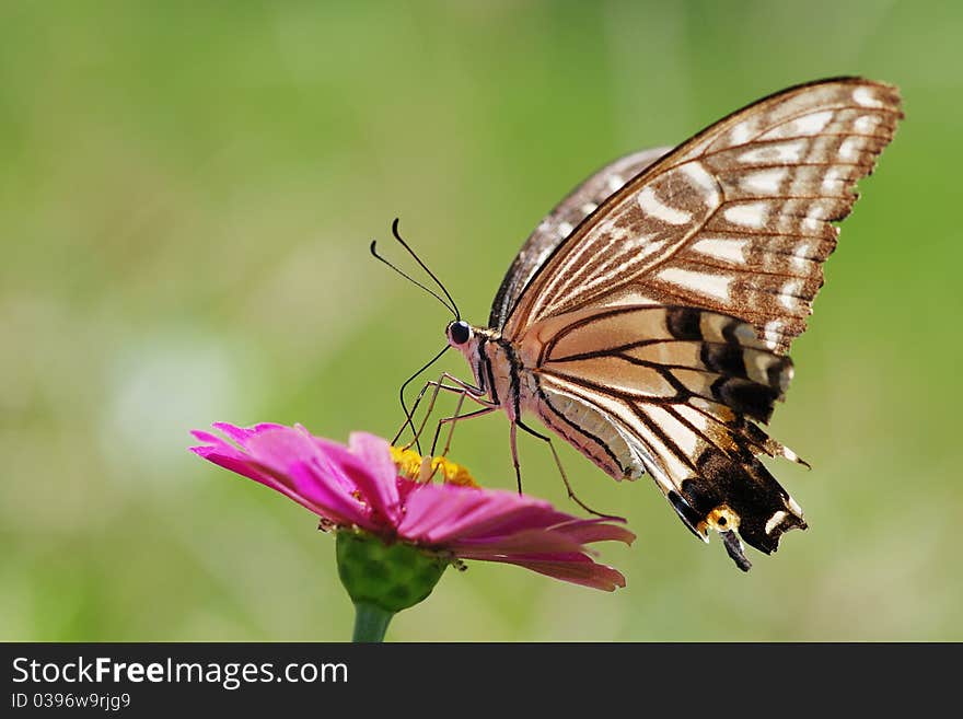 A nutterfly on the flower.