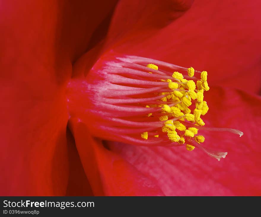 Flower Camellia