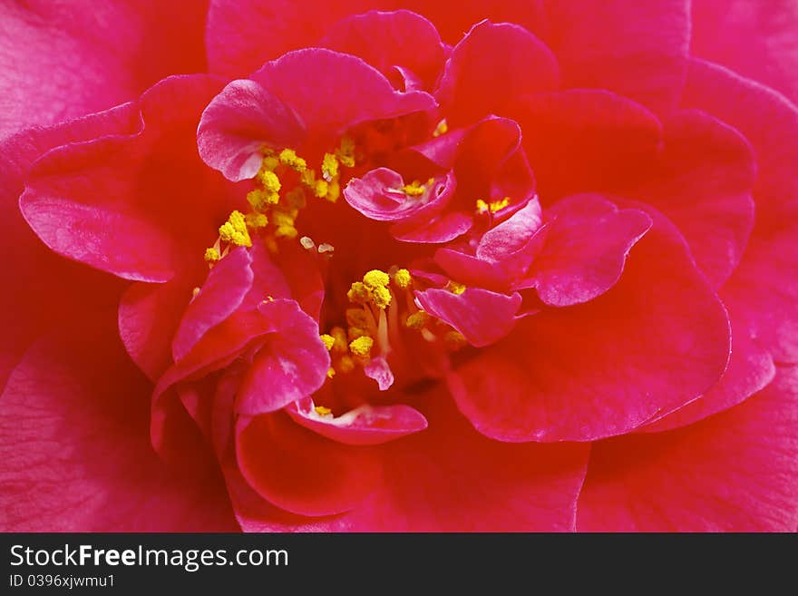 Flower Camellia