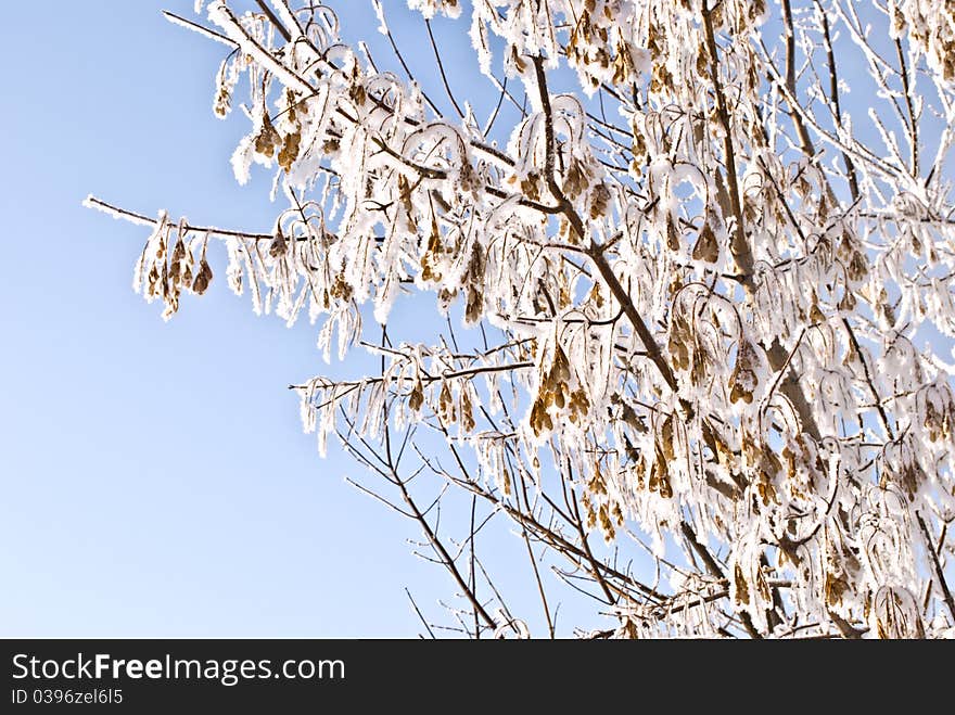 Snowed branches of sugar maple