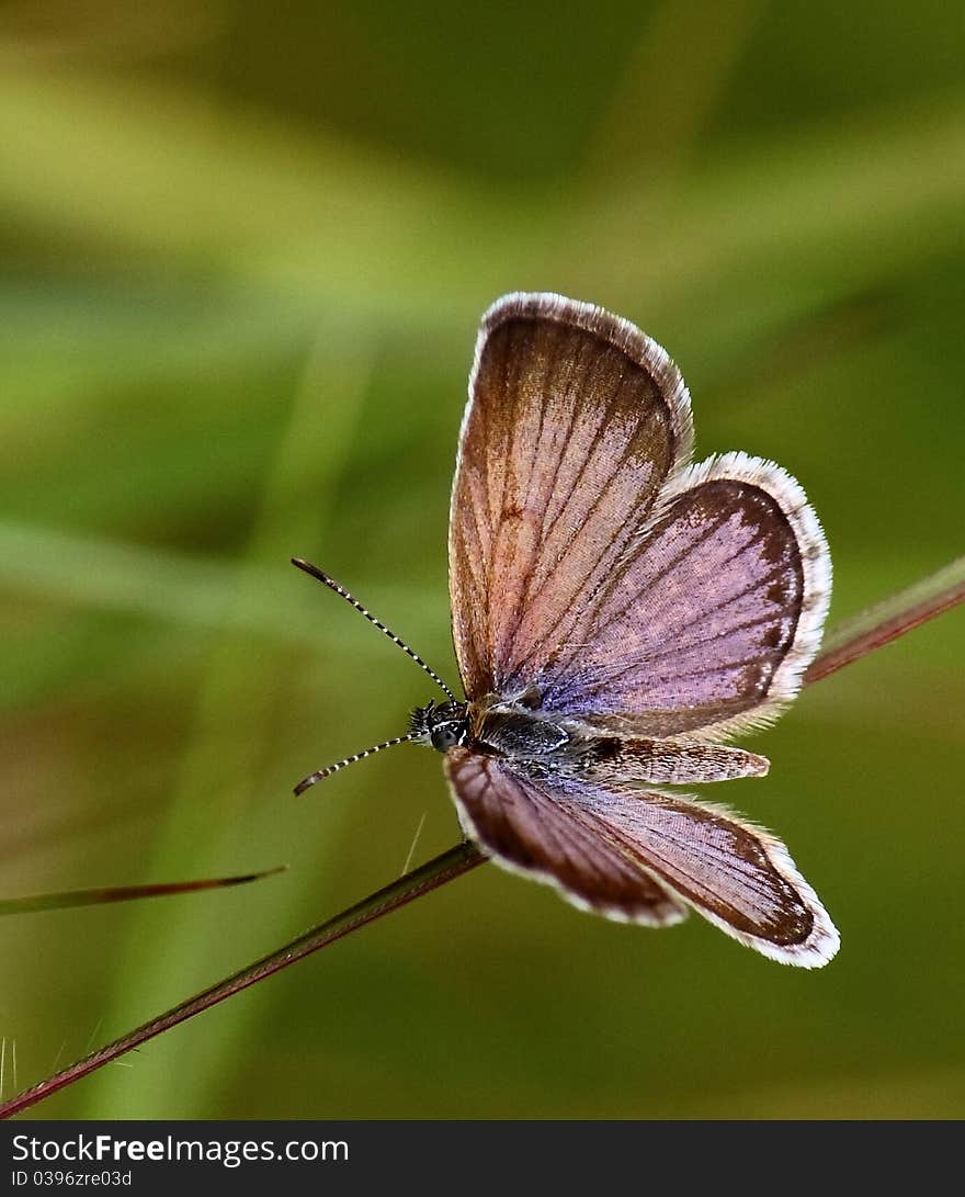 Small Rayed blue open wings. Small Rayed blue open wings