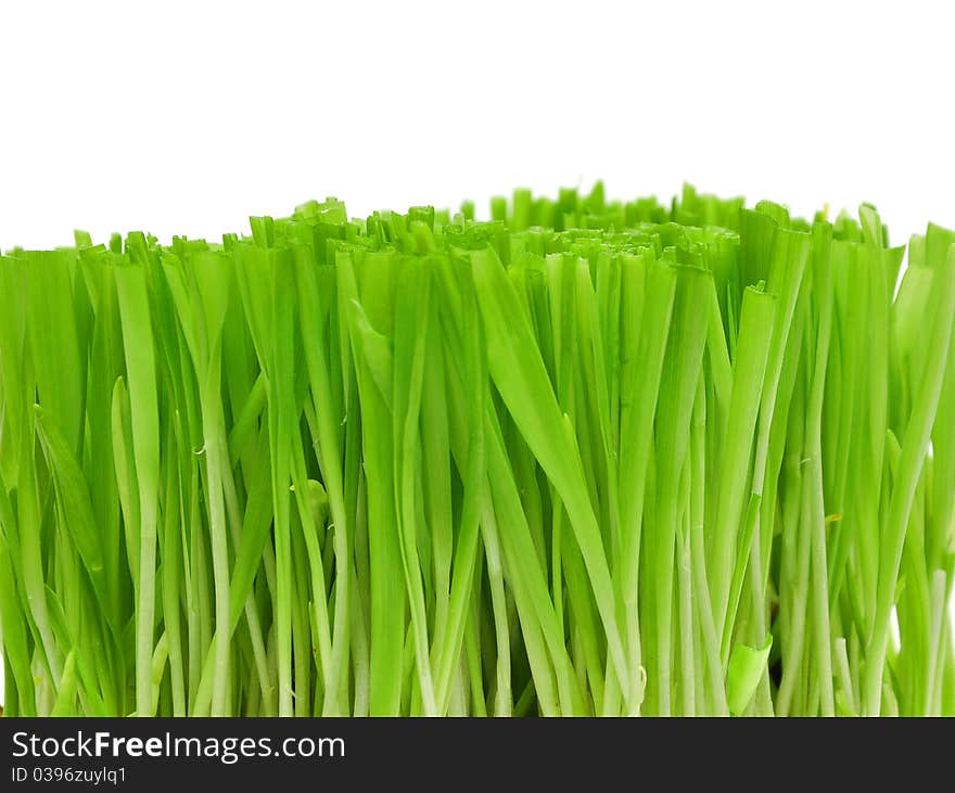 Green grass isolated on a white background