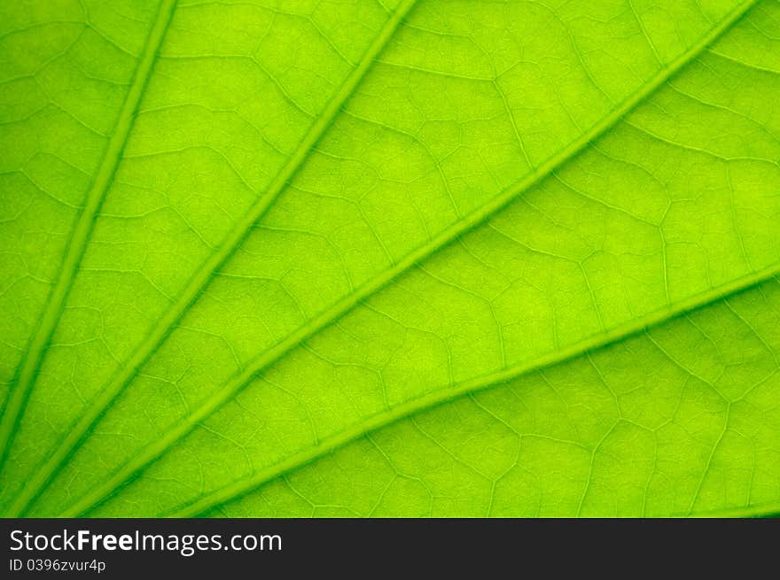 Green lotus leaf close up