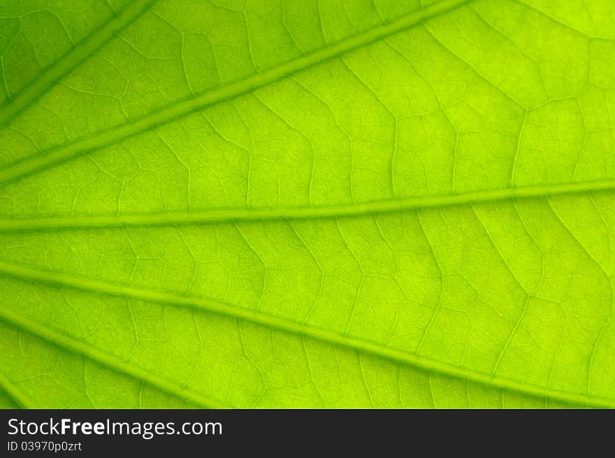 Green lotus leaf close up