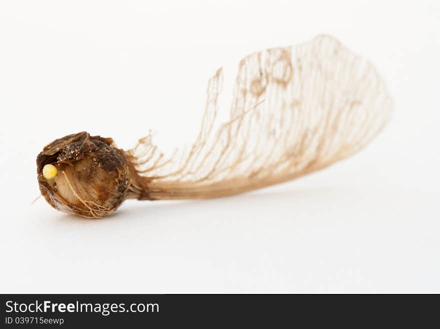 The seed of a acer on a white background