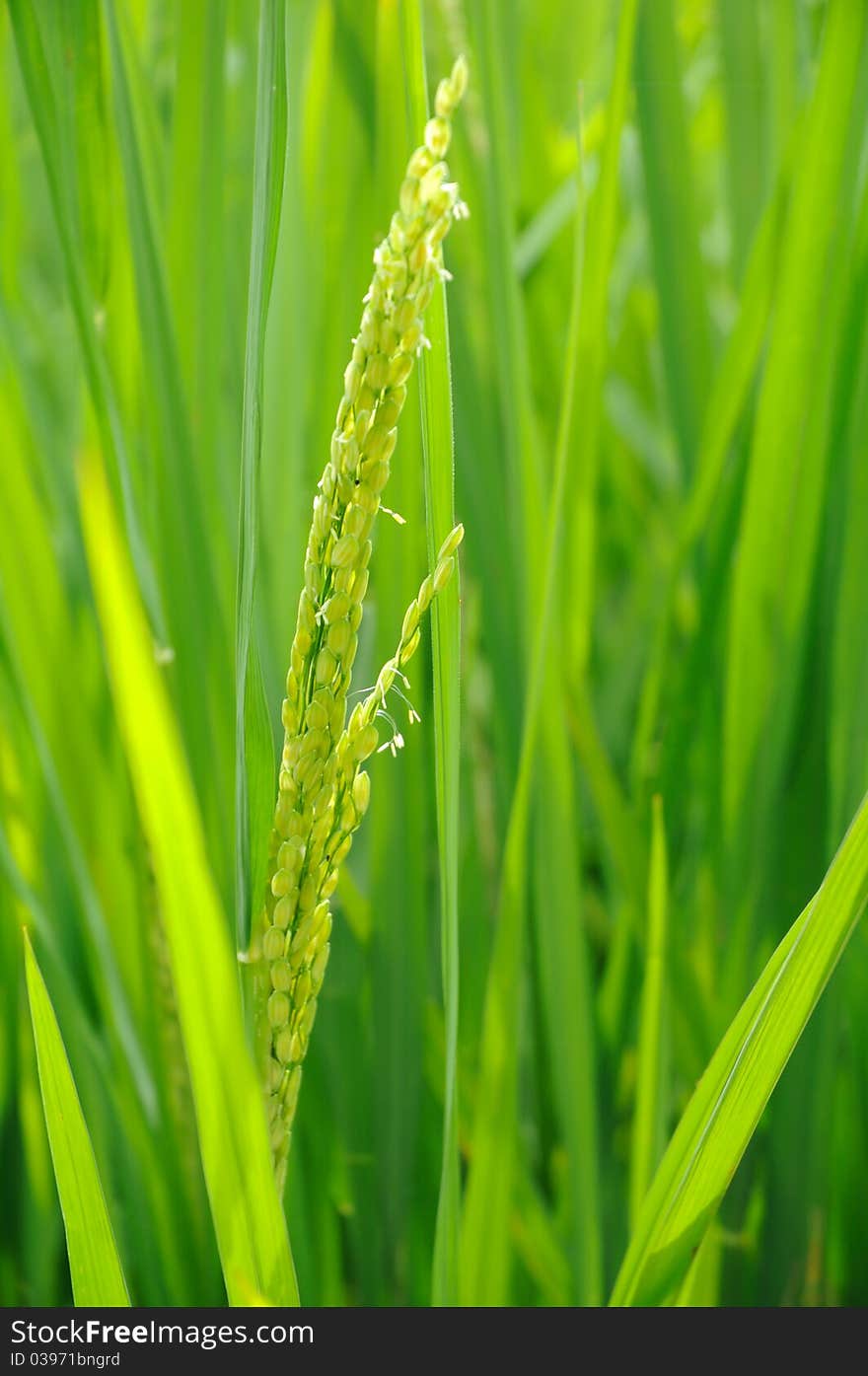 Green Rice flower close up