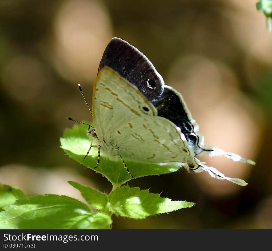 Black eyed butterfly with semi open wings. Black eyed butterfly with semi open wings