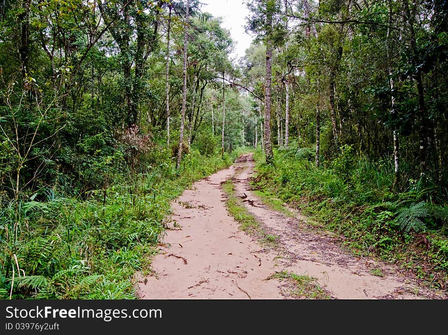 Road On The Forest