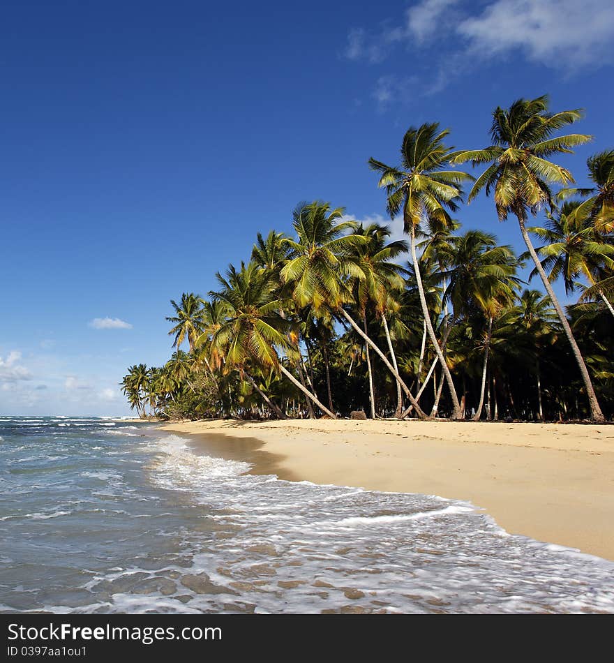 Beautiful caraïbean beach with palms. Beautiful caraïbean beach with palms