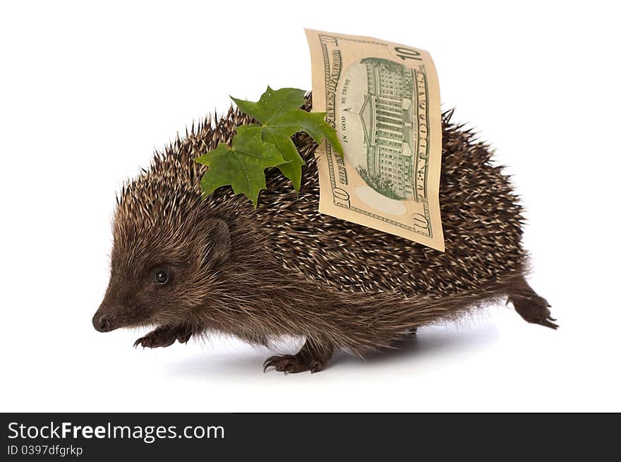 Hedgehog with dollars profit