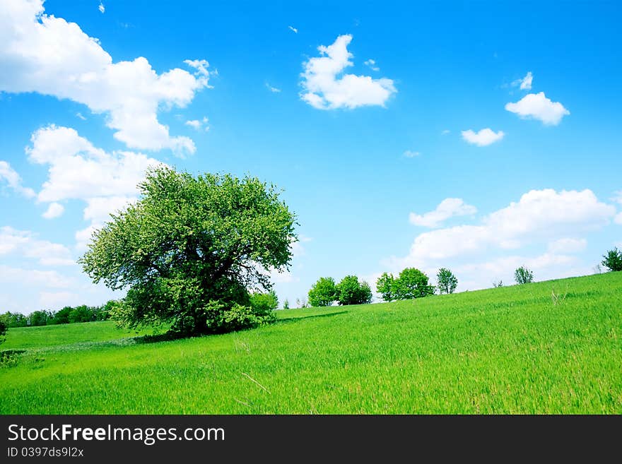 Summer landscape green field and trees