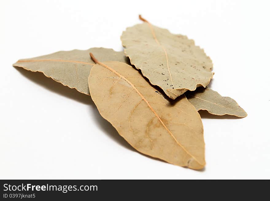 Bay leaves on white background. Bay leaves on white background