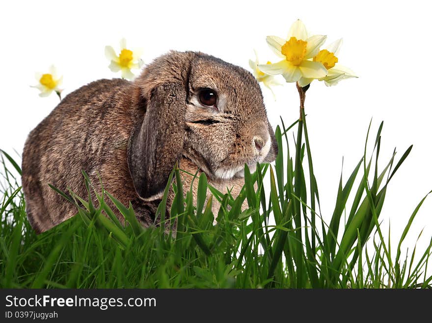 Adorable rabbit in green grass with yellow spring daffodils isolated on white