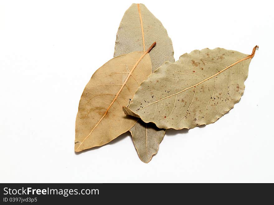 Bay leaves on white background. Bay leaves on white background