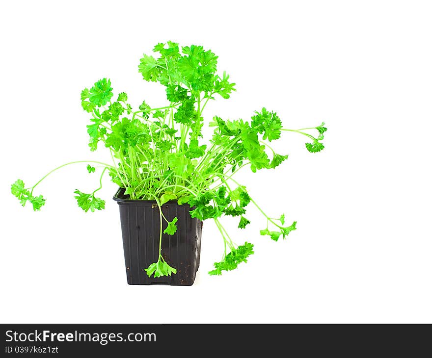 Natural green parsley isolated white background. Natural green parsley isolated white background