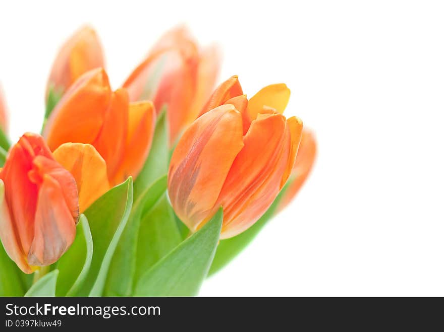 Bouquet from spring tulips on a white background