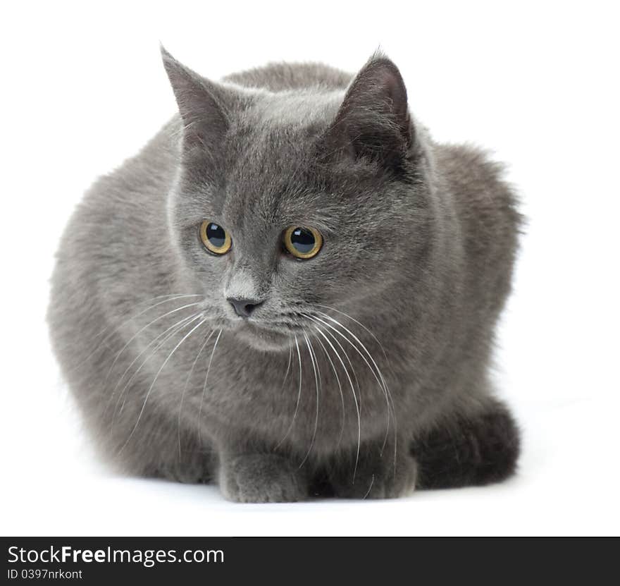 Russian Blue