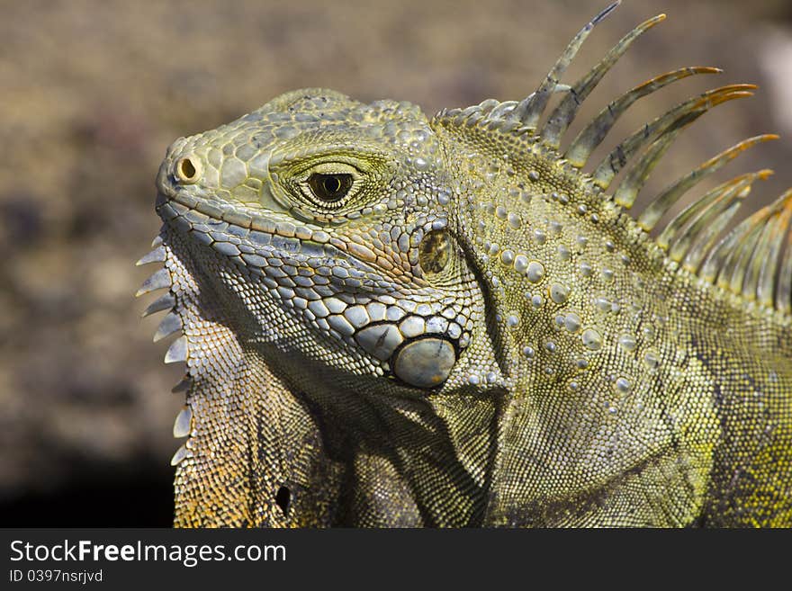 Iguana Head Closeup