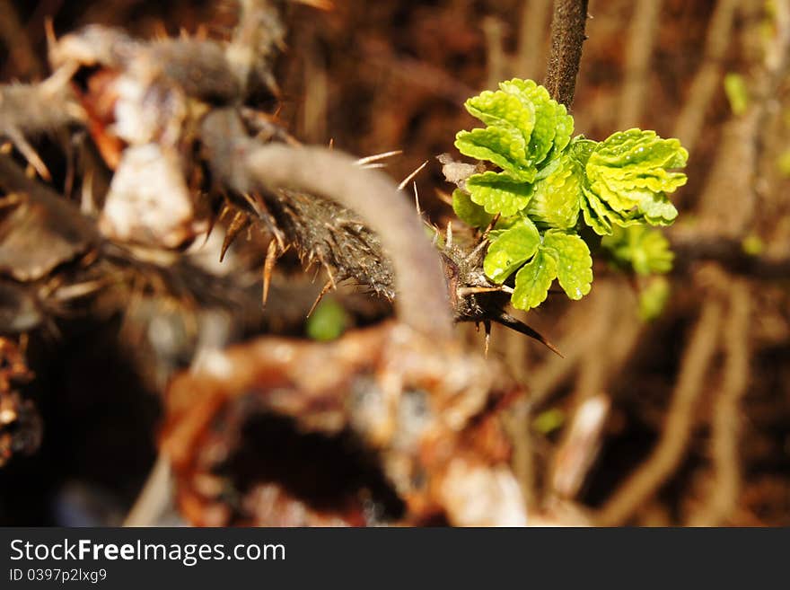 New leaves just opening for the sun. New leaves just opening for the sun