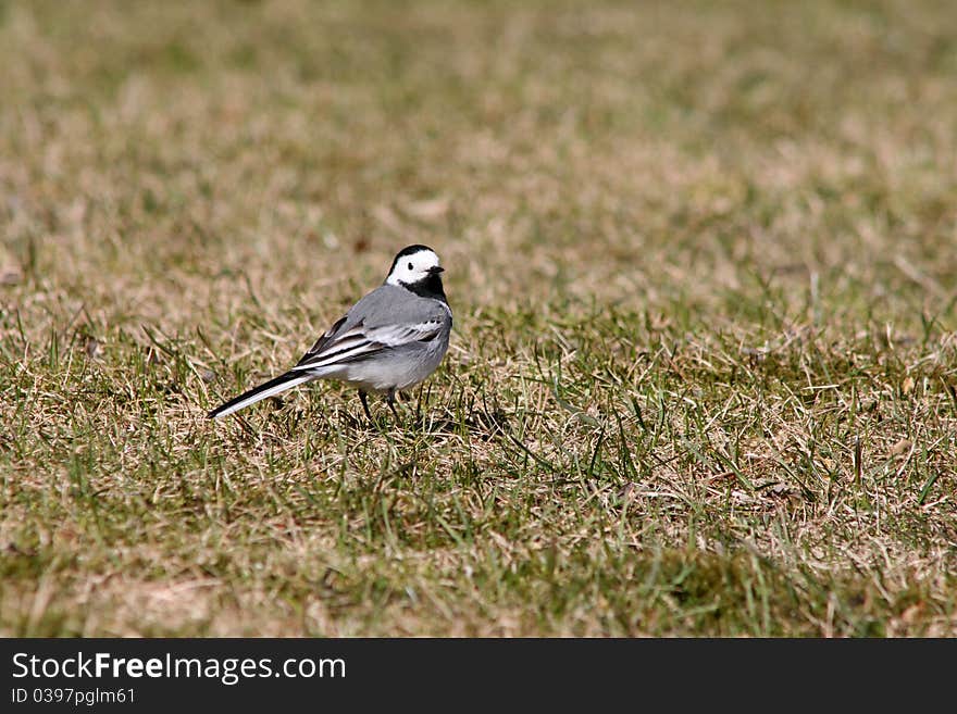 White wagtail