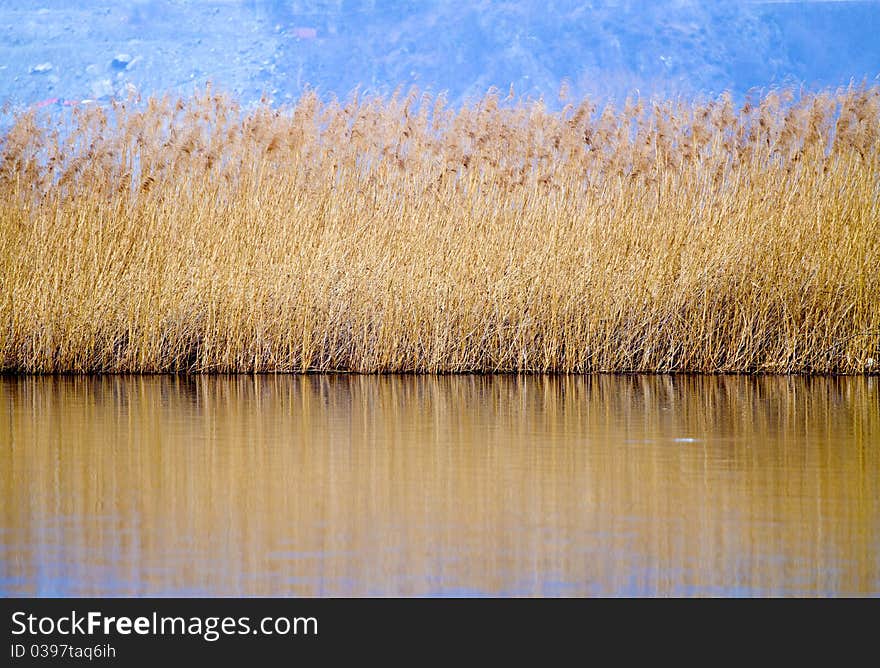 Reeds in the blue waters of Lake. Reeds in the blue waters of Lake