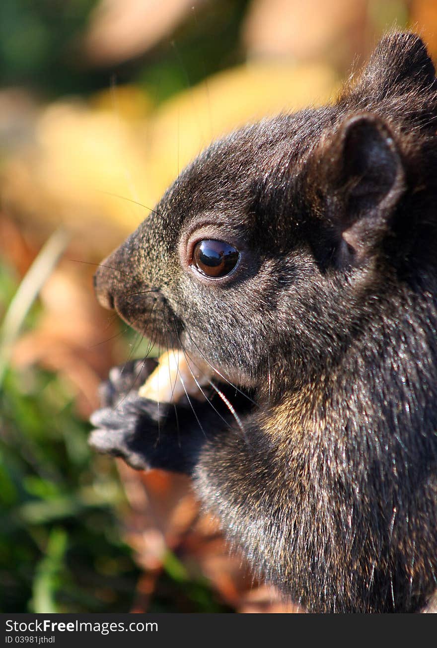 Close up of a squirrel eating a nut. Close up of a squirrel eating a nut