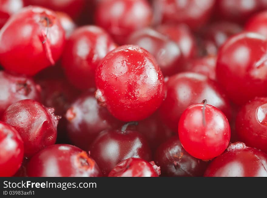 Cranberry close-up