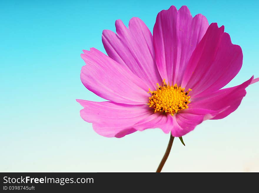 Cosmos Isolated On Gradient Blue