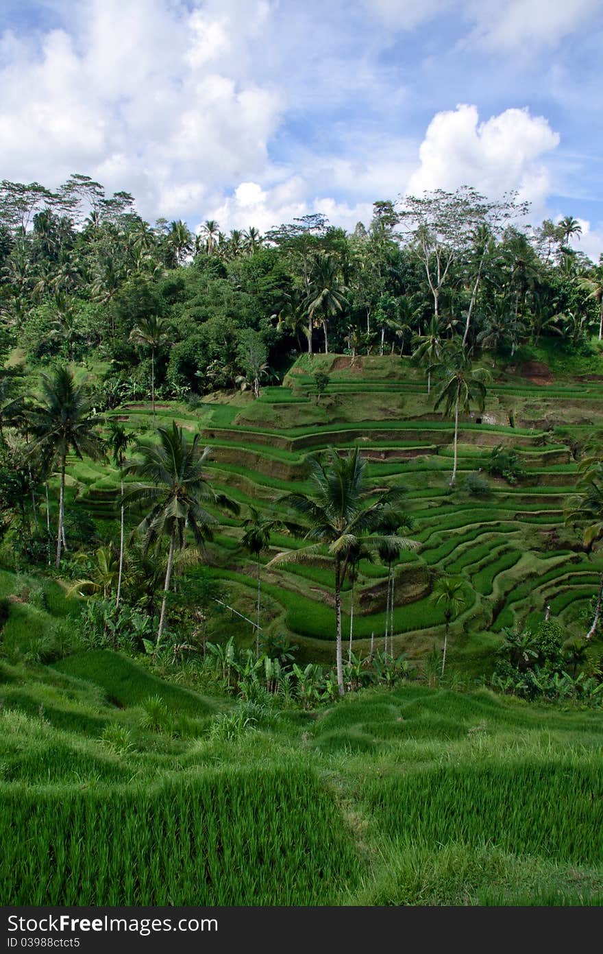 View of paddy field at Bali