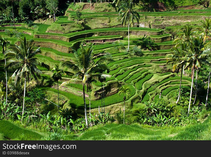 View of paddy field at Bali