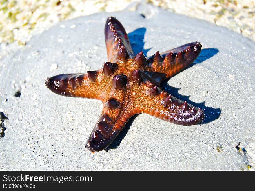 Starfish in Koh Mook at Thailand. Starfish in Koh Mook at Thailand.