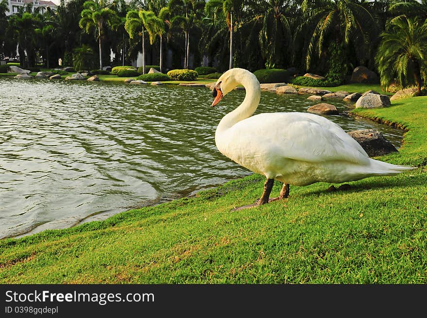 Swan on the field with lighting