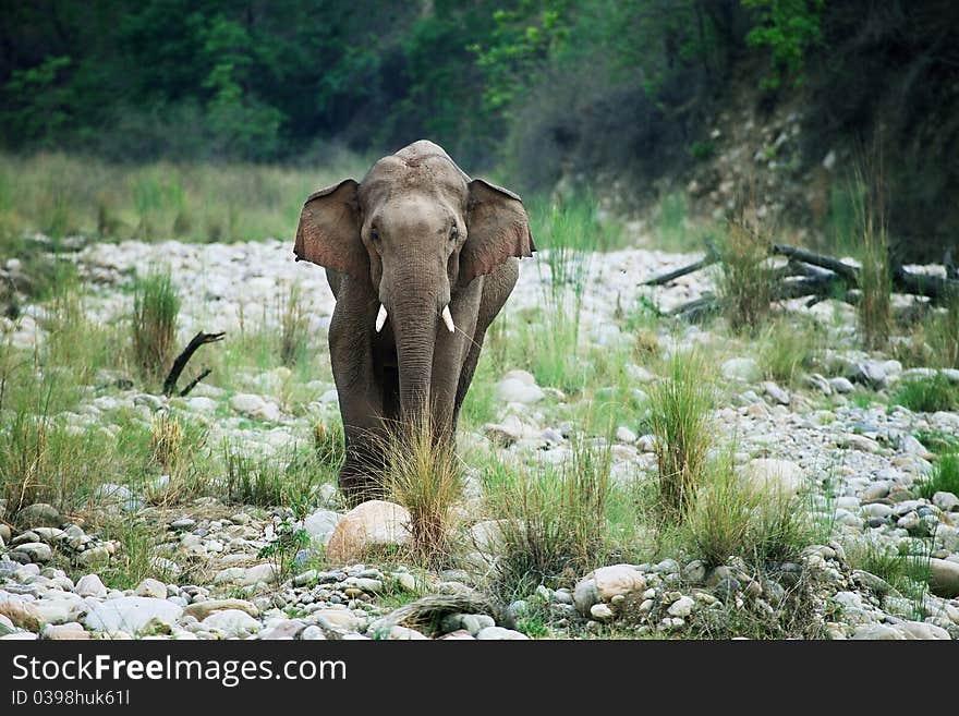 A solitary asian elephant tusker eating and walking towards the camera