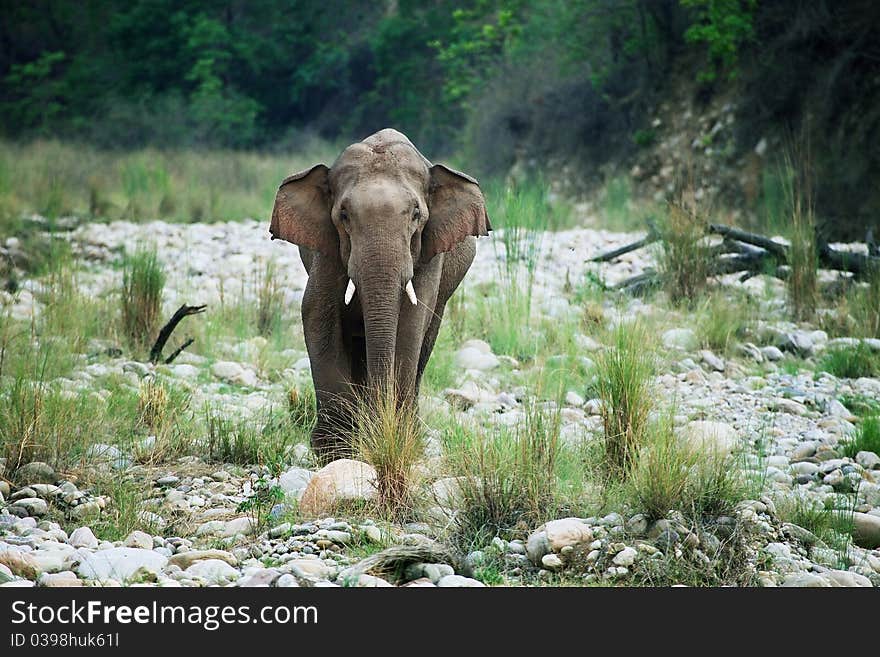 Asian elephant tusker