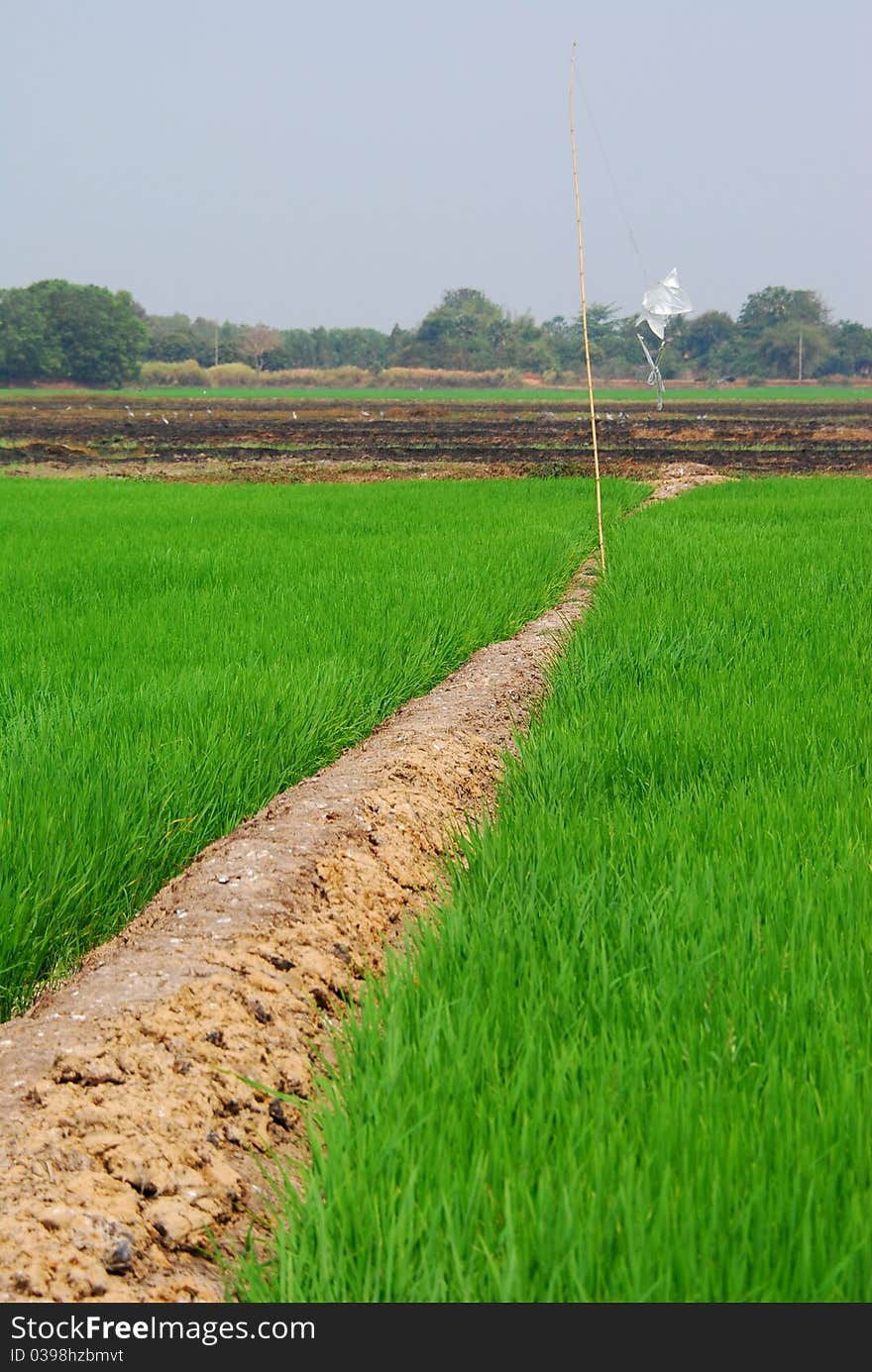 Rice Field