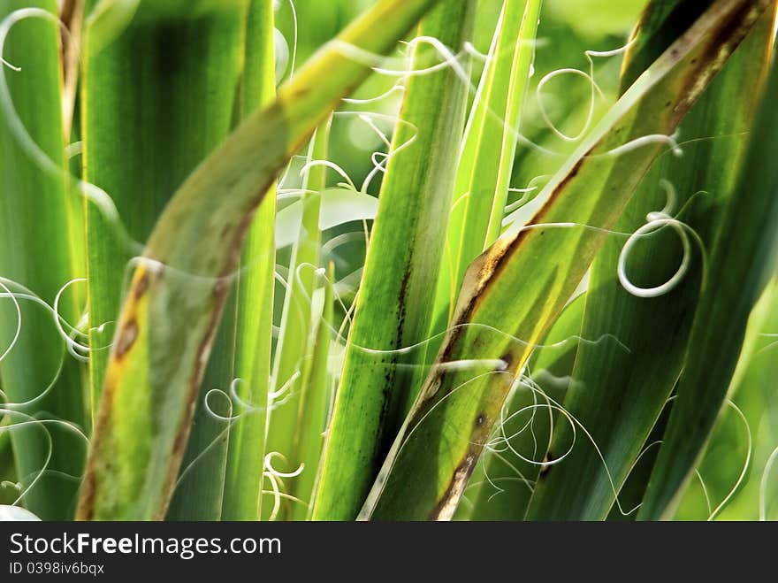 Green Succulent Plant abstract background