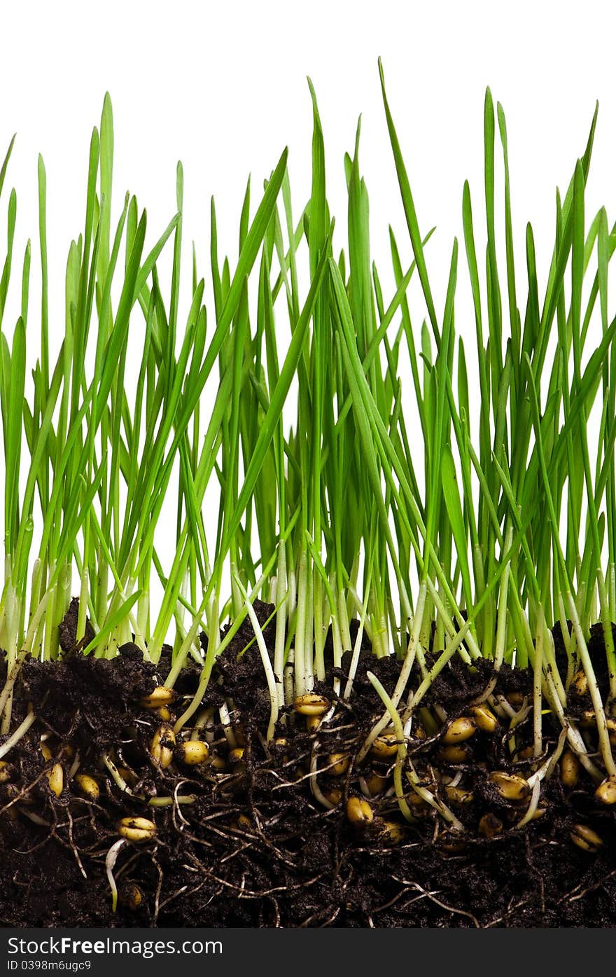 Fresh green wheat grass isolated on white background