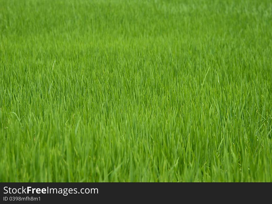 Rice Field