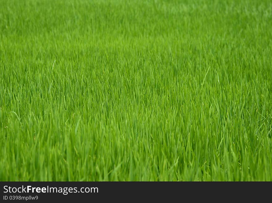 Thailand Rural Rice Field, PrachinBuri