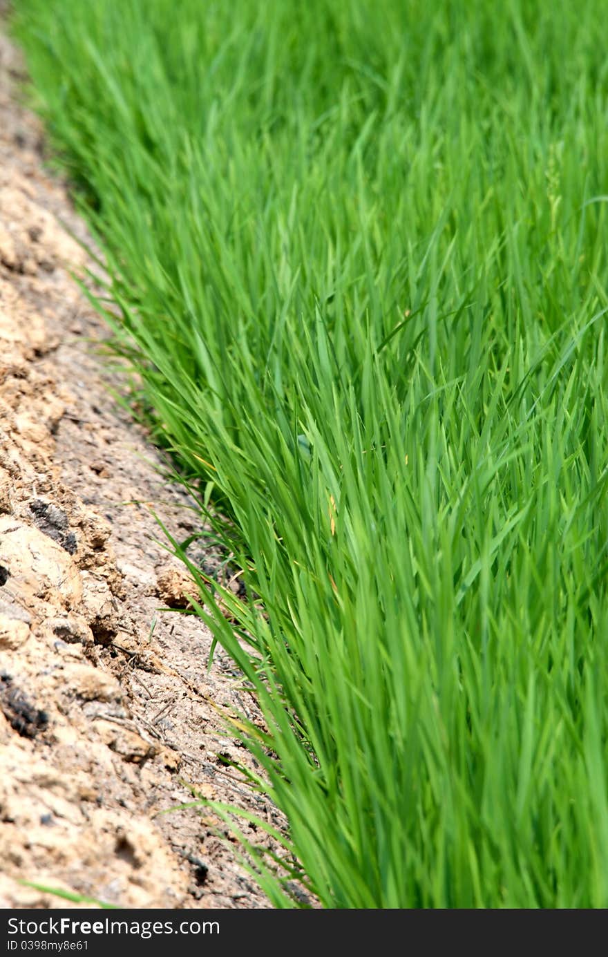 Thailand Rural Rice Field, PrachinBuri