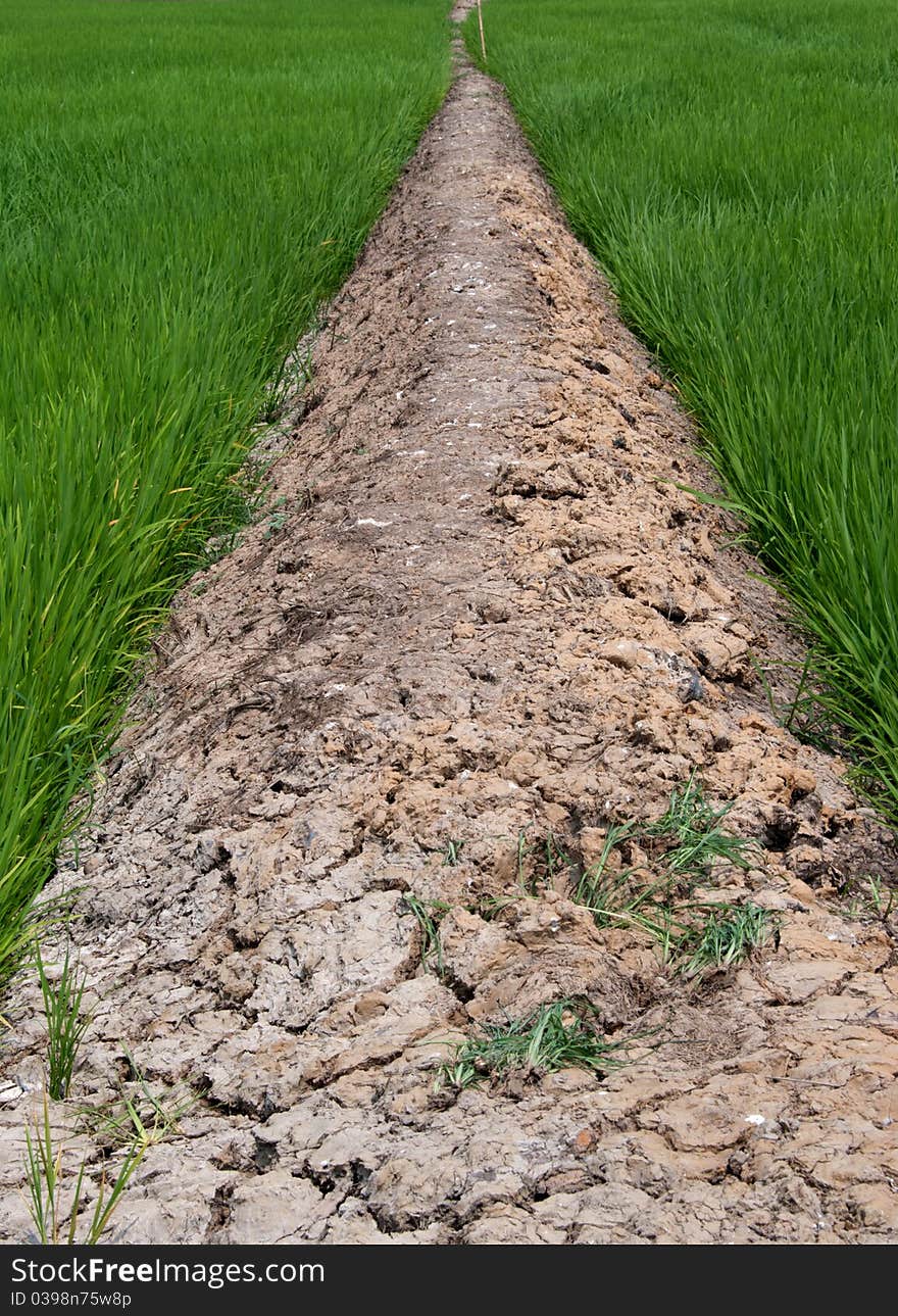 Thailand Rural Rice Field, PrachinBuri