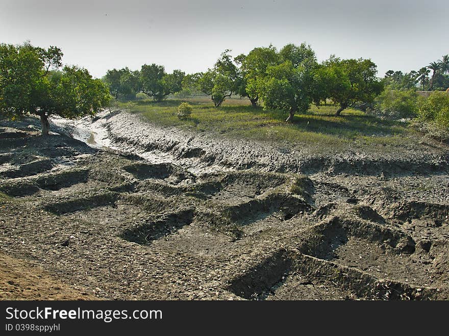 Sundarban in India